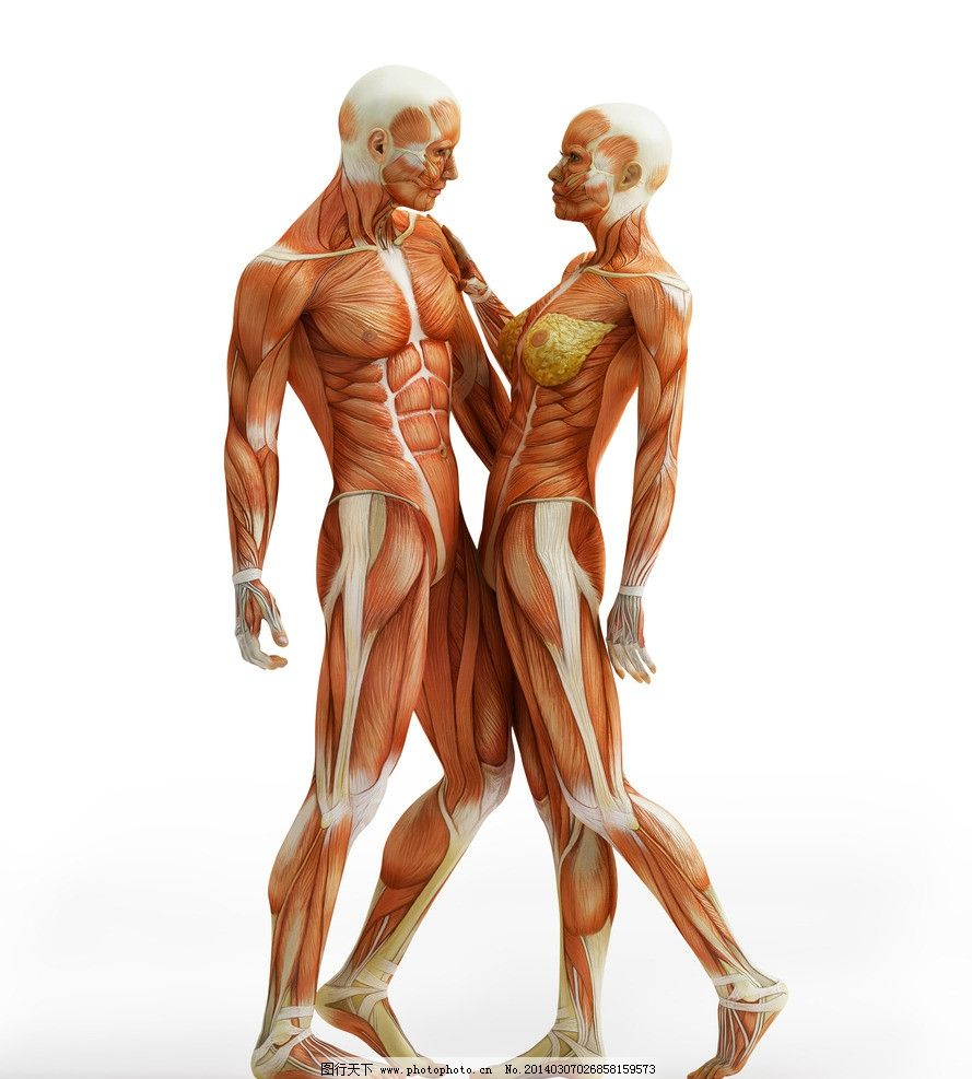 人體標本素材下載圖片