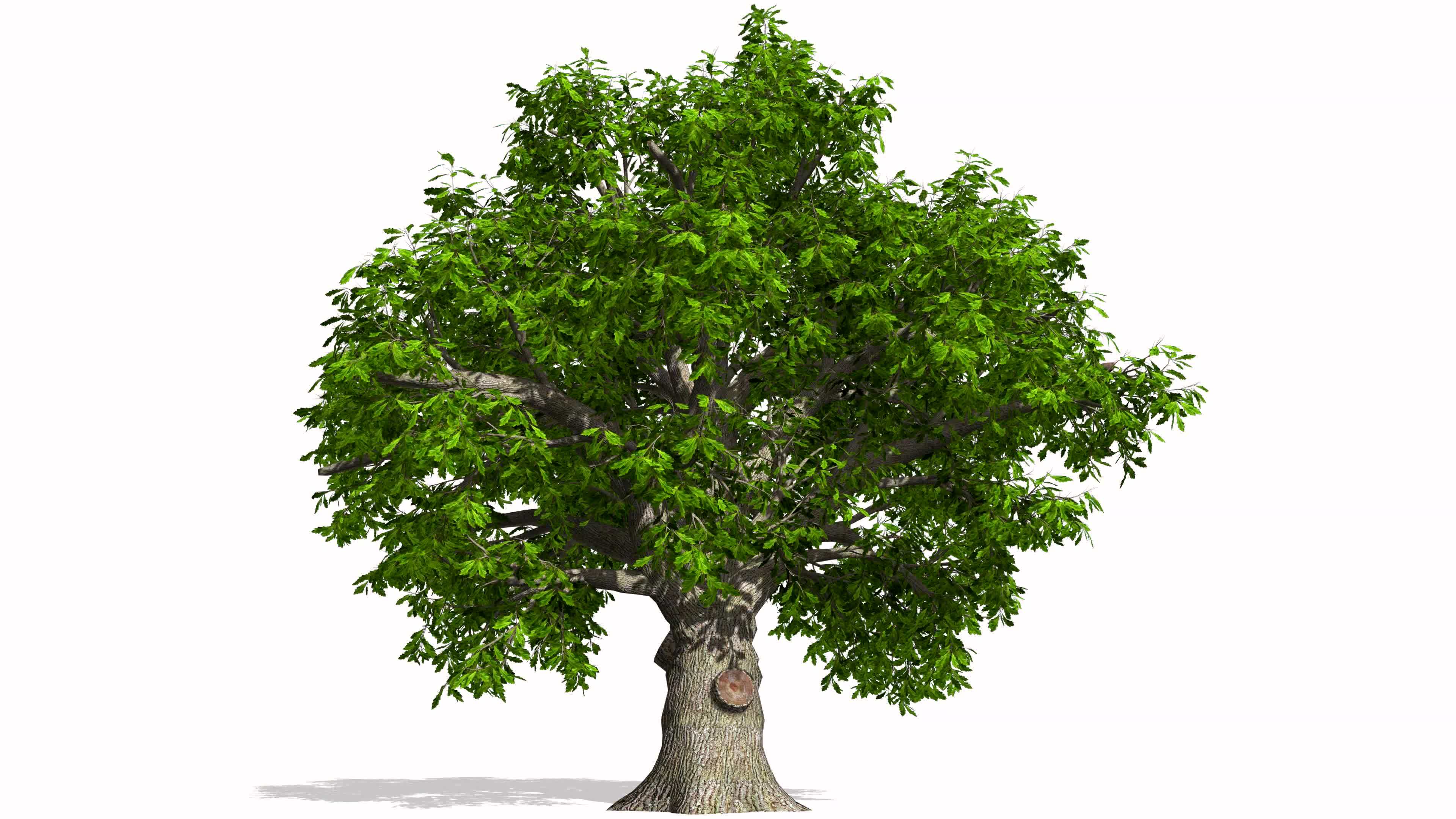 4K綠樹樹葉變黃合成(原版極品)_3840X2160_高清視頻素材下載(編號:1736052)_實拍視頻