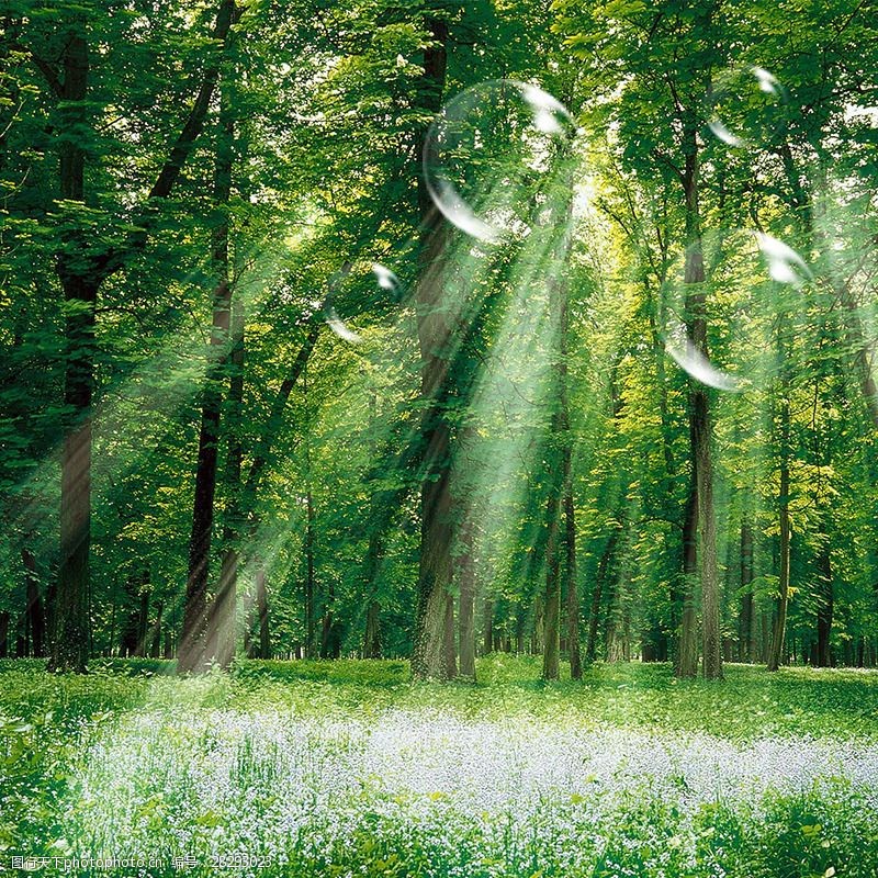 綠色森林背景圖