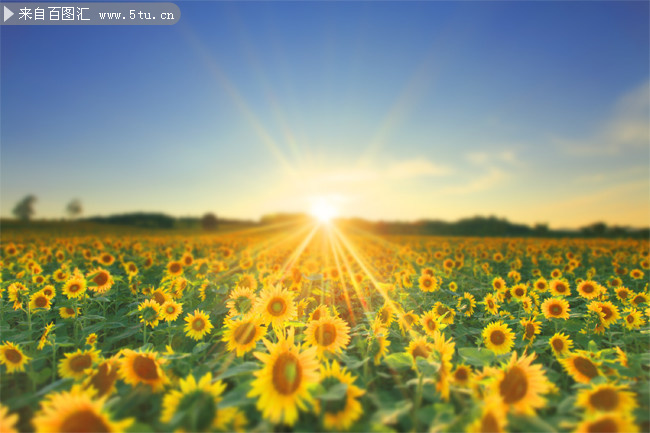 捕捉金色時光 向日葵花海高清攝影素材集錦